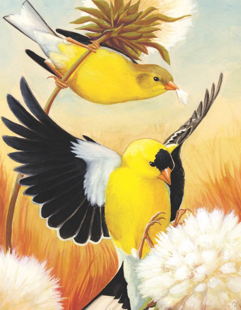 American Goldfinch Mini - Image 3
