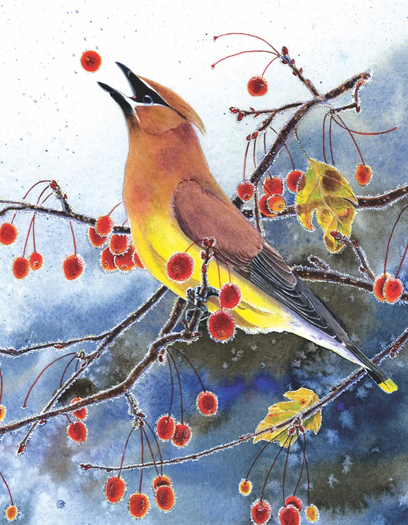 Cedar Waxwing Mini - Image 3